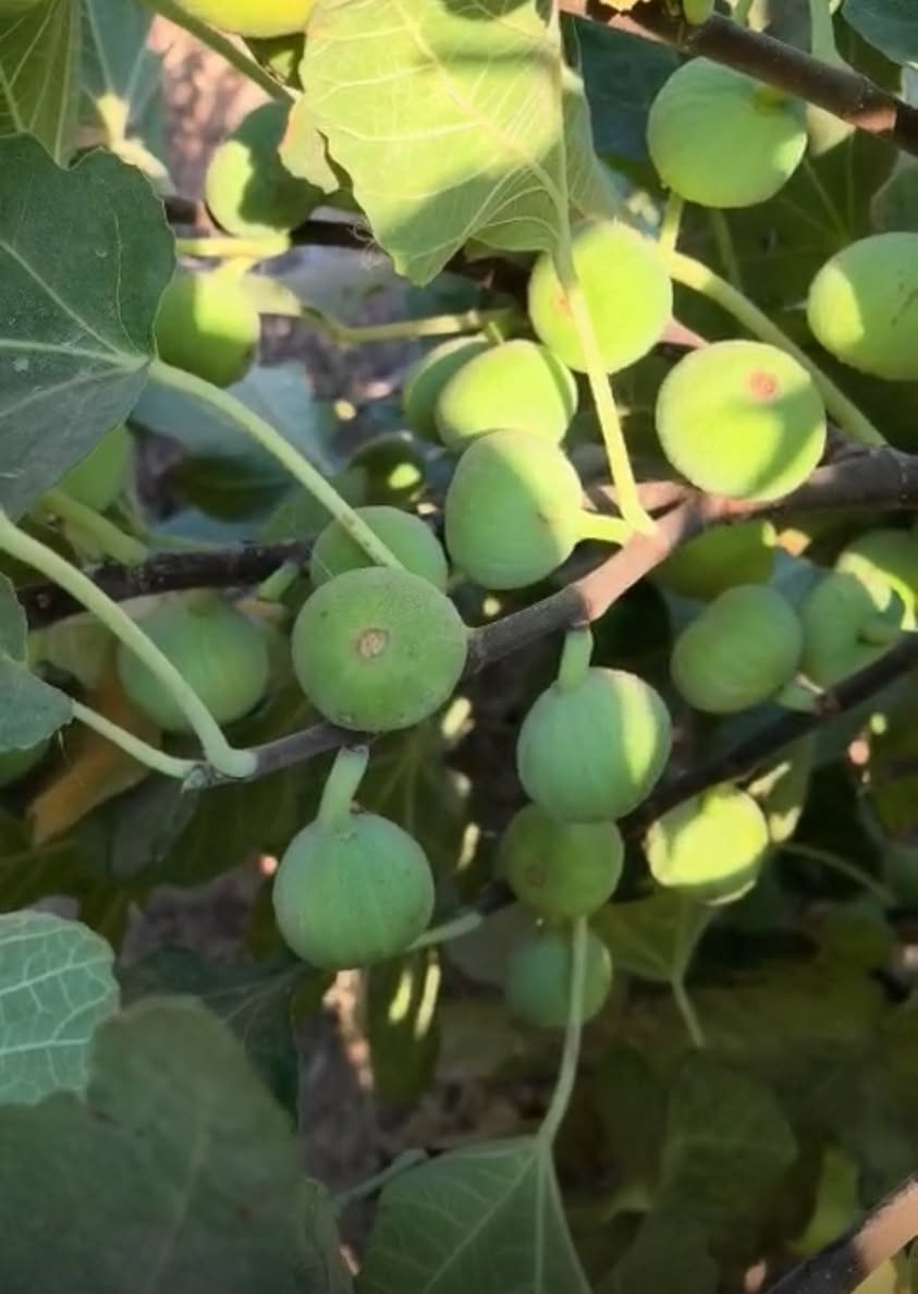 متوفر شتلات تين سعودي +اخضر بسعر ٣٠٠٠ ثلاثة الاف سعر شتلة واحدة ‭٠٧٨١ ٢٤٥ ٢٩٦٨‬
