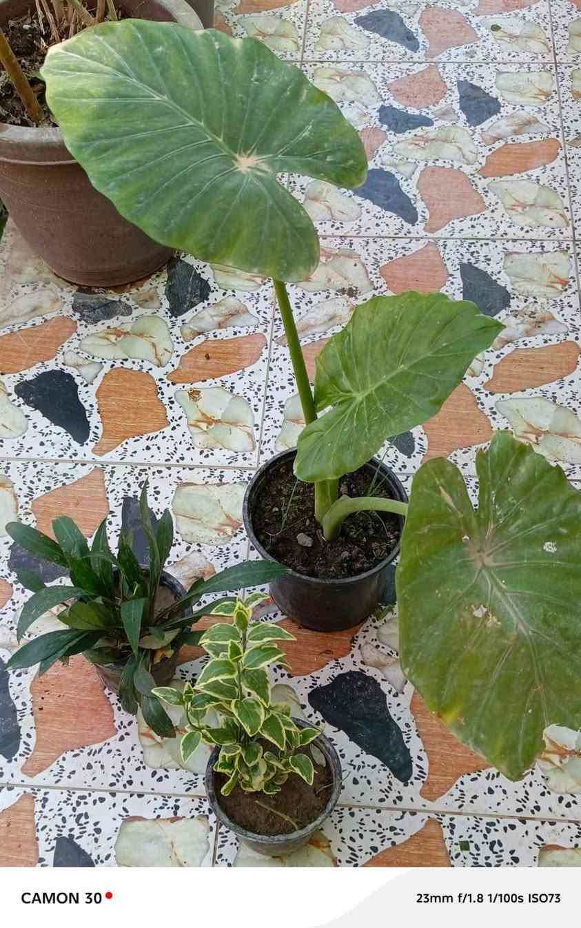 متاح نباتات عش غراب ونبات فيونكة واذن الفيل متوفر توصيل داخل موصل 3


**إذا كنت صاحب هذا الإعلان وتريد حذفه لأي سبب، رجاءا أرسل رسالة إلى الدعم الفني**