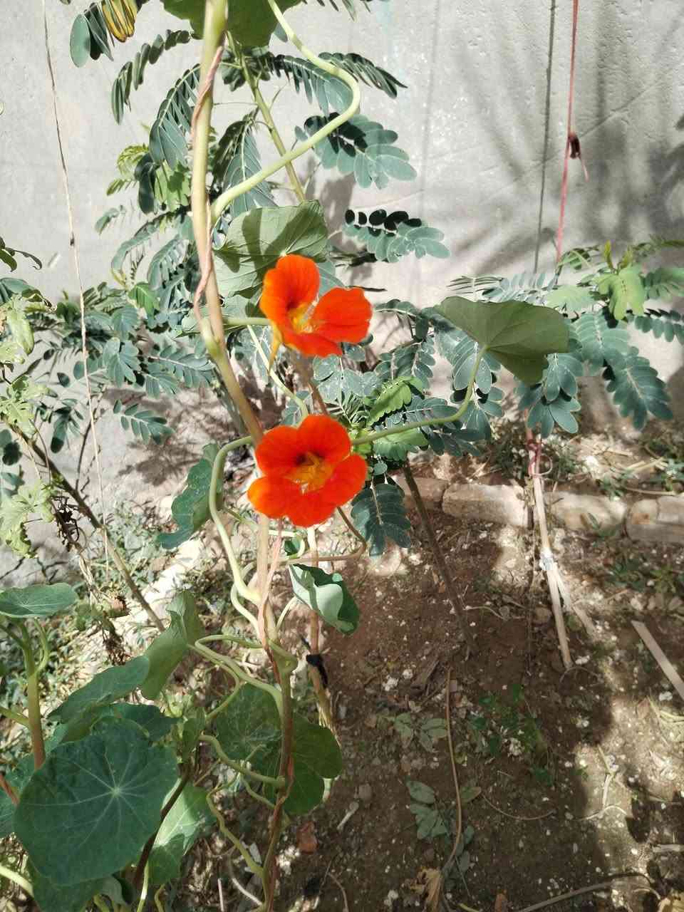 متاح لدينا شتلات وبذور نبات ورد ابو خنجر الاتيني عطري الوان
لطلب والحجز واتساب *********** السماوه أو مراسلة الصفحه يوجد خدمة توصيل طلبات داخل السماوه ولكافة المحافظات لباب البيت أنواع البذور الاستوائية النادره
