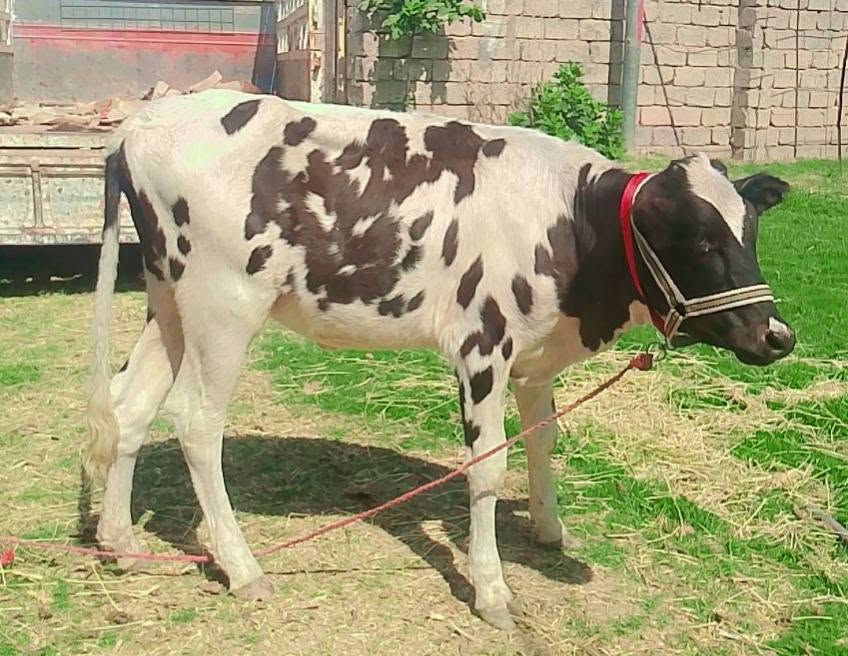 بسم الله ماشاء الله
بچر اصلية  رقم واحد 
 درجى اولى مال جنيه 
السعر مليون و 50 بيها مجال قليل
شرط اچل وشرب ونصاحة 

المكان  صلاح  الدين الشرقاط الخظرانيه
*********** اتصال + واتساب
‏‪***********‬‏ اتصال
