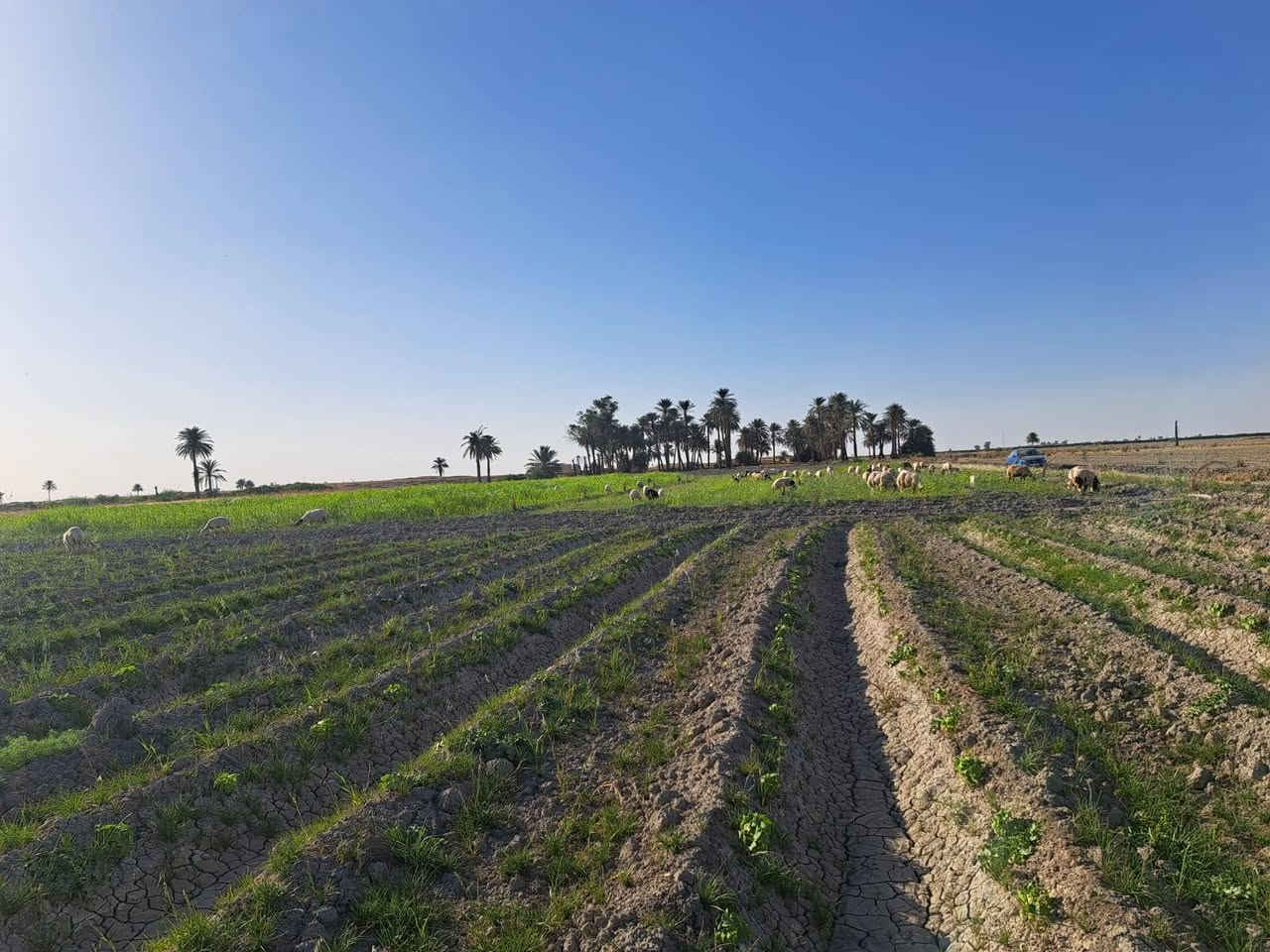 السلام عليكم اخواني الأعزاء
للبيع 25دونم طابو سند 25
خدمات الأرض ماء سقي كهرباء أسألة كاع كلش حلوه 
استثمارية غريبة على خط التنمية الجديد 

بيها خارطة كاملة مرقمه الدوانم 

سعر الدونم 9مليون قابل للتفاوض 

موقع الأرض التاجي ذراع دجلة منطقة العيساوية 
بدايه العيساوية 

للإستفسار ***********
***********
***********
