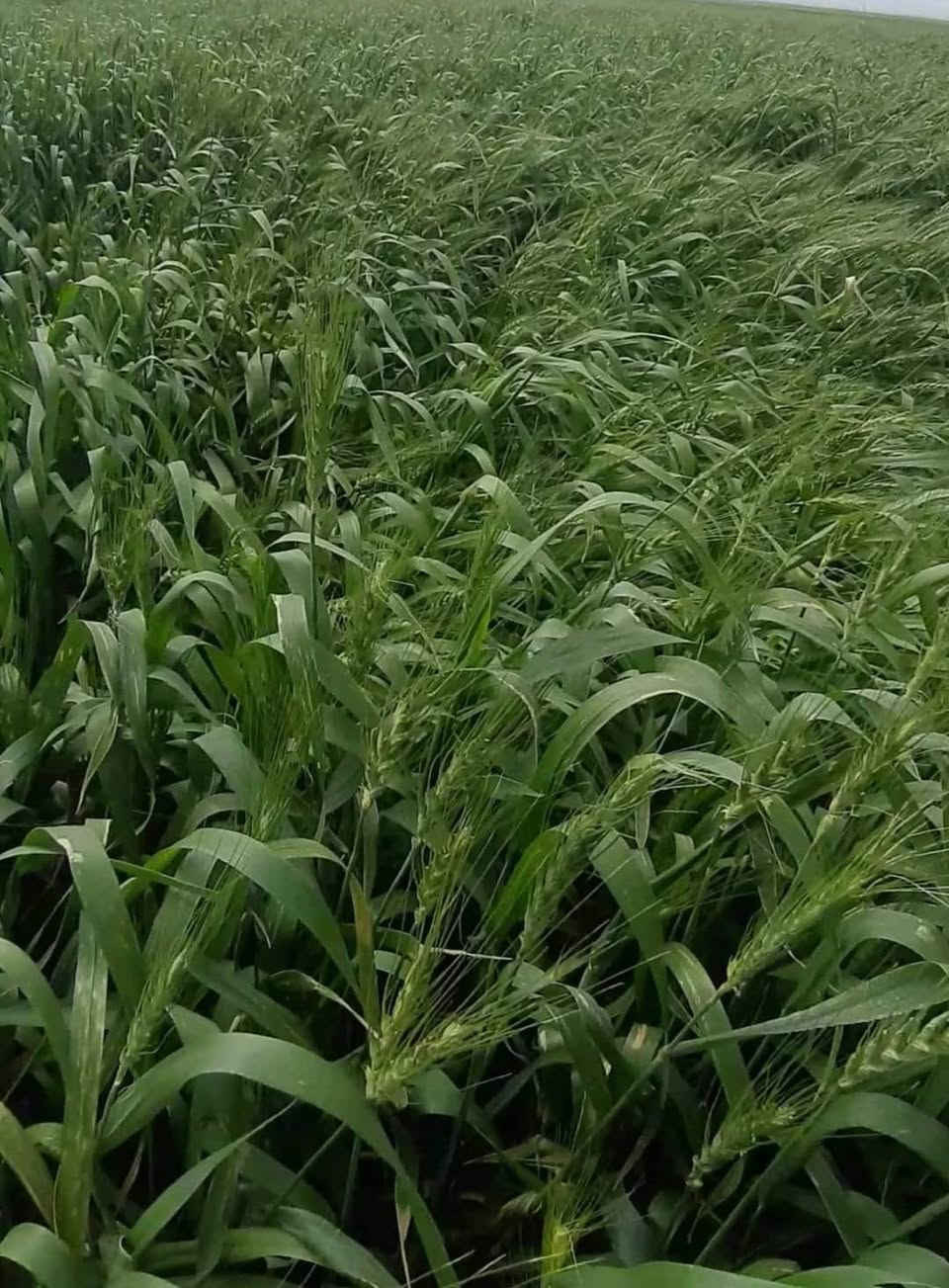 سلام عليكم
أرض الإيجار بالرحاب بيها بيرين ماي بحر
 عن وجه الأرض ٦ أمتار الماي
٢٠٠ دونم الاستفسار أكثر تفضل خاص
هاي صورة الأرض 👇 بالسماوه الرحاب


**إذا كنت صاحب هذا الإعلان وتريد حذفه لأي سبب، رجاءا أرسل رسالة إلى الدعم الفني**