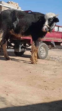 حشاوي ثنين • فراتيه • ميسان