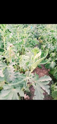 بذور • فلفل حار وبارد • محاويل