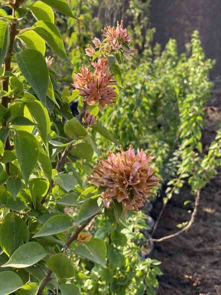 🌹زبائن صفحة مشتل ديالى خان بني سعد 
 
توفير مجموعة جميلة من نباتات الزينة 🏡والخارجية  💐
 👇وكل مايتعلق بها من
ورد جوري كل الاوان وعطري سعر ب2 وب3 وب5 
تكي كندي ب5
رارنج ب2 وب5 ارتفاع 2 متر عمر 3 سنه 
برتقال عراقي بب4
جهنمي متسلق +قزمي متوفر كل الاوان 
ليمون عراقي عمر 4 سنوات سعر ب4 وب6
اكاسيا سوداء 
اكاسيا حمره 

 (🪴اسمدة بمختلف الانواع، مبيدات 🐛زراعية،  تربة زراعيه. ، سنادين بلاستك  ) 

للطلب ومعرفة الاسعار والتفاصيل يرجى مراسلة الصفحة 
أو الاتصال 📞على الارقم الاتي : (***********) يوجد واتساب
