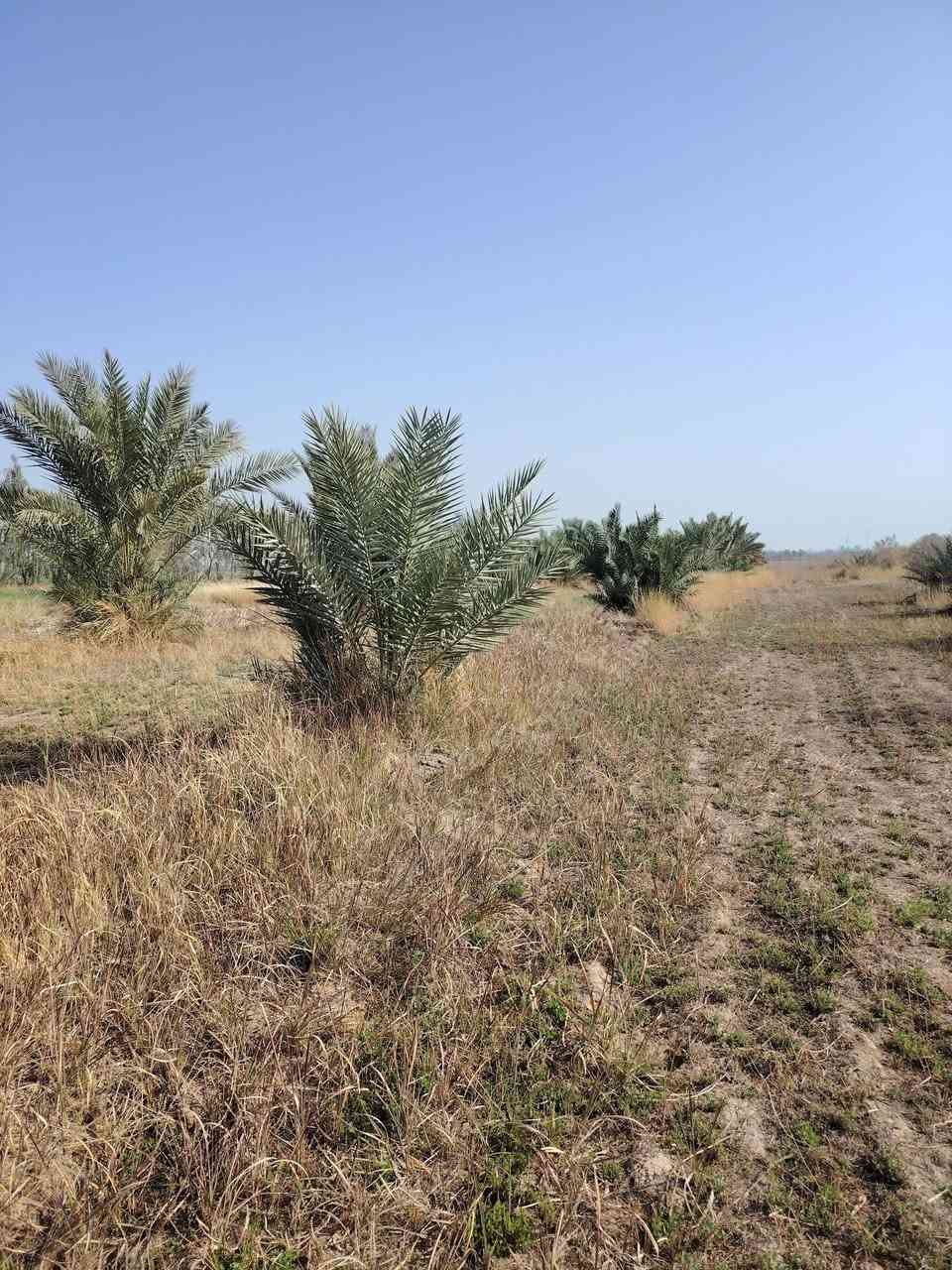 11 دونم لبيع طريق السنية قرب معمل الزفت قبلا تعبر الشط قابلة لسكن ***********
