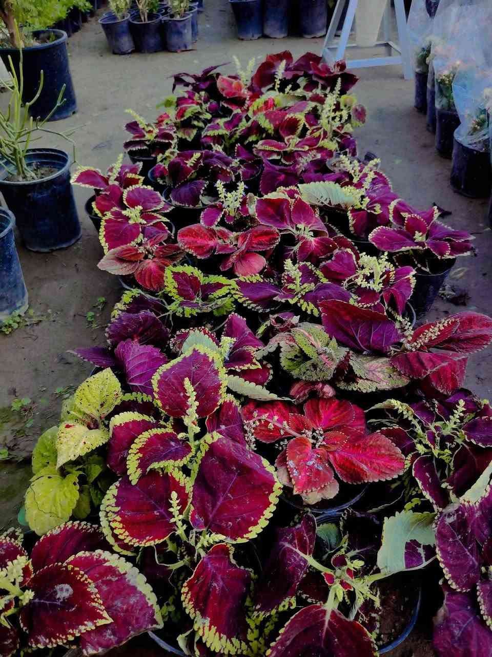 🌿 نبات السجّاد (كوليوس) 🌿
ألوانه ترسم لوحة بدون فرشاة 🎨
كثيف، جذّاب، ويخطف النظر من أول نظرة
مثالي للحدائق، السنادين، والديكورات الخارجية
💰 السعر: ٢٠٠٠ دينار فقط
🚚 التوصيل داخل الكوت فقط
📍 متوفر في مشتل ضفاف دجلة
الكمية محدودة…


**إذا كنت صاحب هذا الإعلان وتريد حذفه لأي سبب، رجاءا أرسل رسالة إلى الدعم الفني**