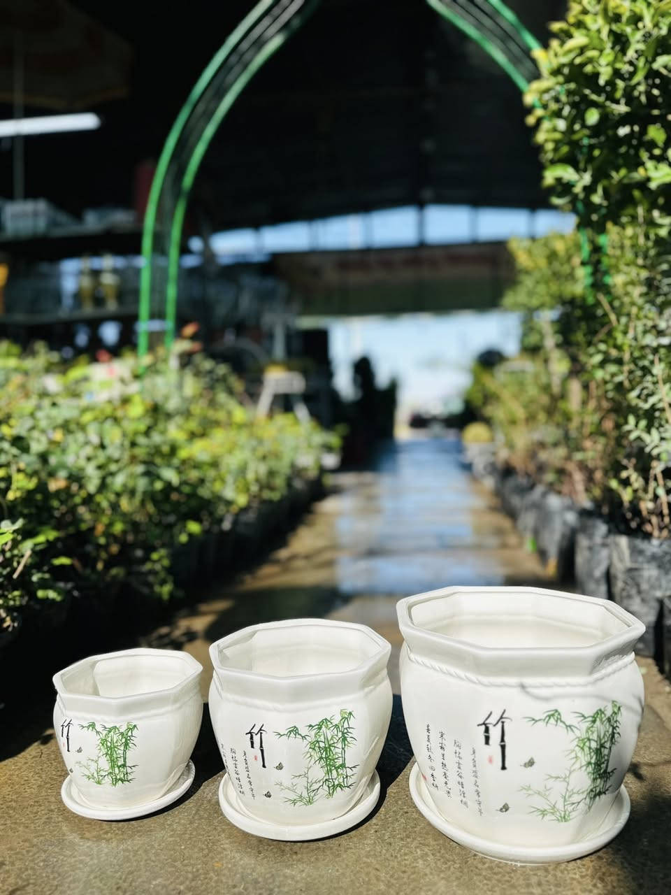 🌸اللهم صل على محمد وال محمد 🌸
🍃مشتل ابو مهدي الحسني 🍃
وصول السنادين الزجاجيه نوعيه ممتازه 
العنوان صلاح الدين قضاء بلد
 شارع الفرات قرب نافورة الحي الصناعي 
📞***********📞
