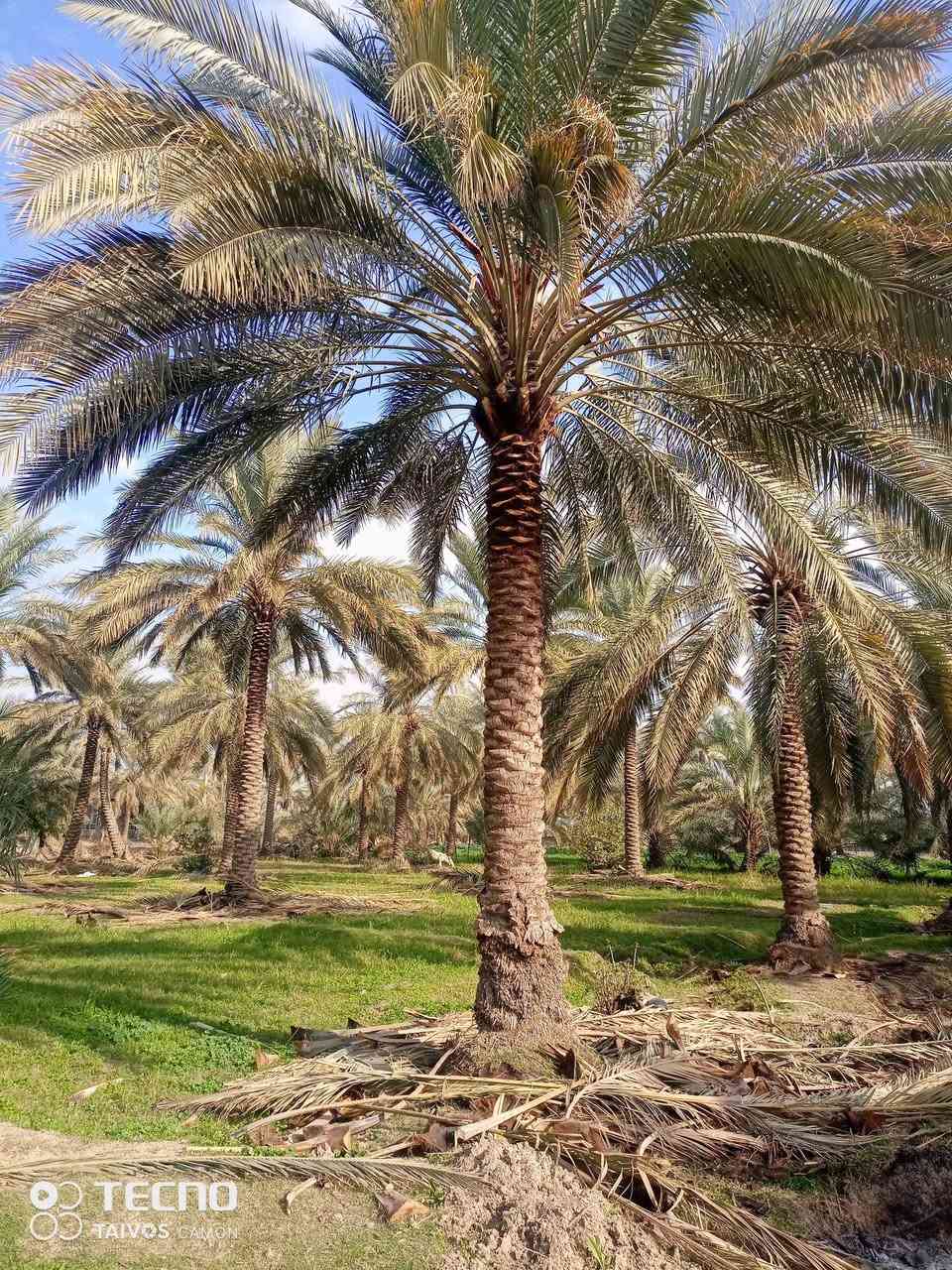 السلام عليكم..ألي عنده نخل يريد يكربه ينظفه يتصل على الرقم ..وبيه خير ويتدلل..***********..
