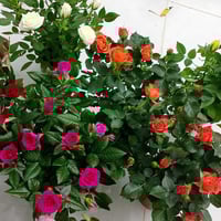 نباتات داخلية • نباتات خارجية • توصيل كركوك