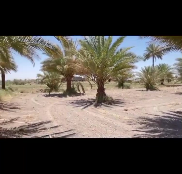 السلام عليكم
يتوفر دونمين  او بستان  يحتوي على 50 نخلة للبيع  المساحة (5000) م² 🌹
📜 سند 25 طابو باسم المالك
❗️شامل كافة الخدمات❗️ ⚡ كهرباء متوفرة 💧 ماء إسالة متوفر
📐 الواجهة 50متر × العمق 100متر
☘️🍃 يصلح للاستثمار 🌴 كما يصلح مزرعة
📍 الموقع: بابل – المحاويل – قرية البوعلوان – شارع أبو الطيارة 🌹✈️
.سعر دونم 40 
للاستفسار أكثر ☎️
***********
