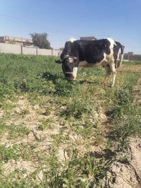 بقرة • ثاني بطن • شاطي الجدر