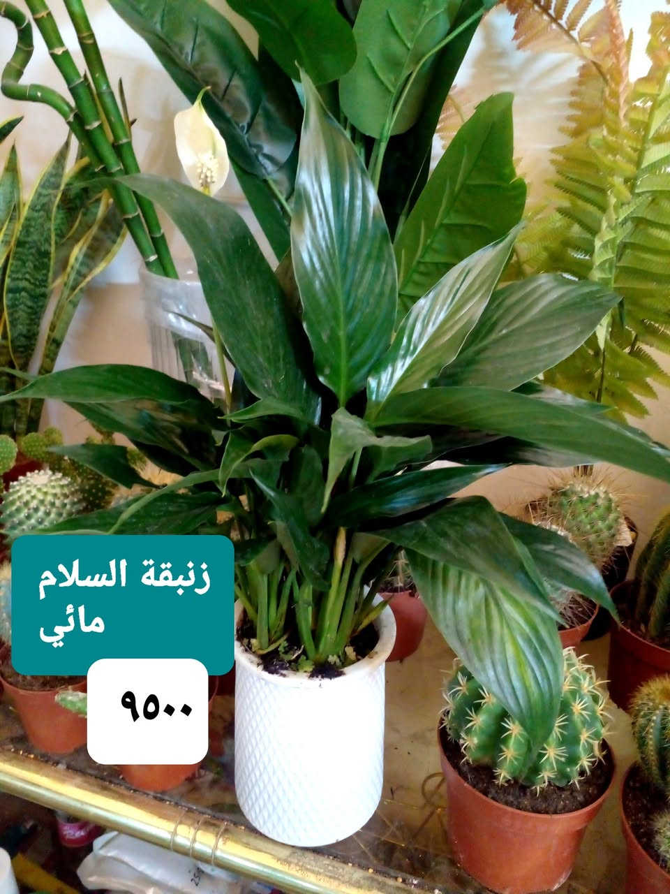 سلام عليكم
نباتات داخلية ..عصا موسى ديكور
نباتات مائية 
بتموس درجة اولى  
اسمدة Npk ...شيلات الحديد ..هيومك أسيد + طحالب بحرية ...سماد النانو المائي ..يوريا ..داب ..برلايت .. حجر ليكا ..ملمع نباتات ..مجذر 
سائل ومجذر باودر.. مبيد فطري ..محفزات ... أحماض أمينية 
حصى زينة  ملون ..

للحجز والإستفسار 
على المسنجر ..أو الواتسآب ***********
موقعنا ....
بغداد ..حي العدل ..شارع الأسواق المركزية ..قيصرية عباس ( للحصة الغذائية )
