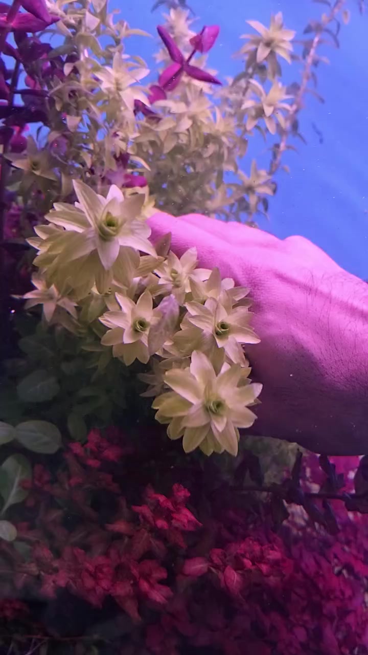 مجموعة نباتات هايتك 6 أعواد ب5 ألف مكاني بغداد الجديدة ***********
