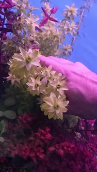 مجموعة نباتات هايتك 6 أعواد ب5 ألف مكاني بغداد الجديدة 07741001505