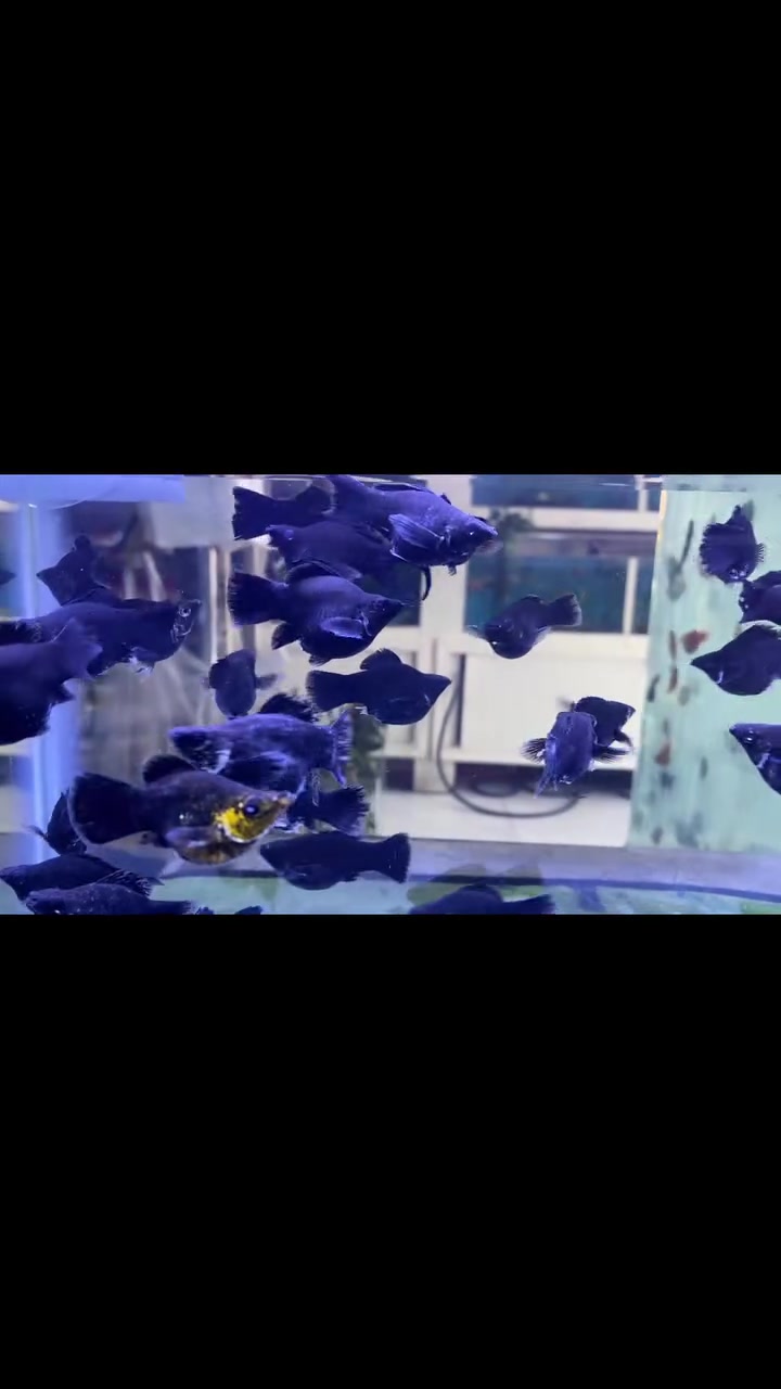 وجبه جديده بالون دبل سوبر جميع الالوان متوفره 🐠🐠
كركوك قادسيه سايد المرور القديم مجاور حلويات الحلواني


**إذا كنت صاحب هذا الإعلان وتريد حذفه لأي سبب، رجاءا أرسل رسالة إلى الدعم الفني**