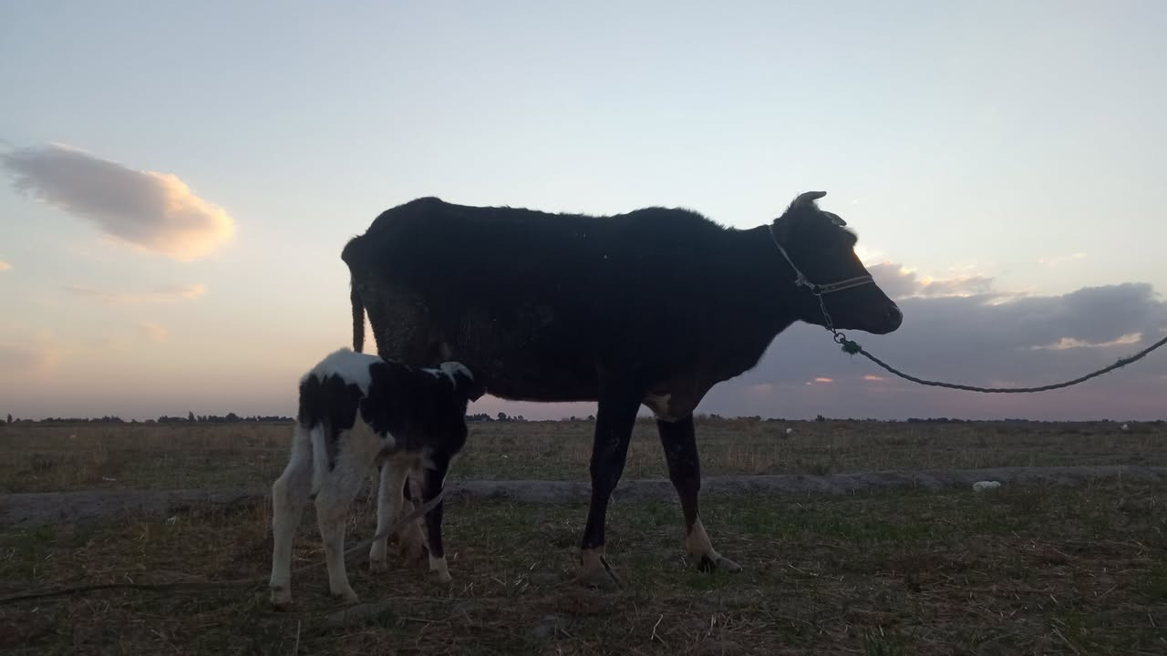 مطفل ثاني بطن مشروطه عله كل عيب شرط النصاحه والجني والصحاء والهداوه 

سعر 1700  بيهه مجال 

مكان بابل شوملي للاتصال *********** بي واتساب 

يوجد توصيل
