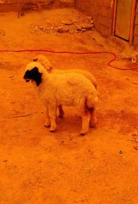 الزوج 425وبيهن مجال طوريج 07718031937