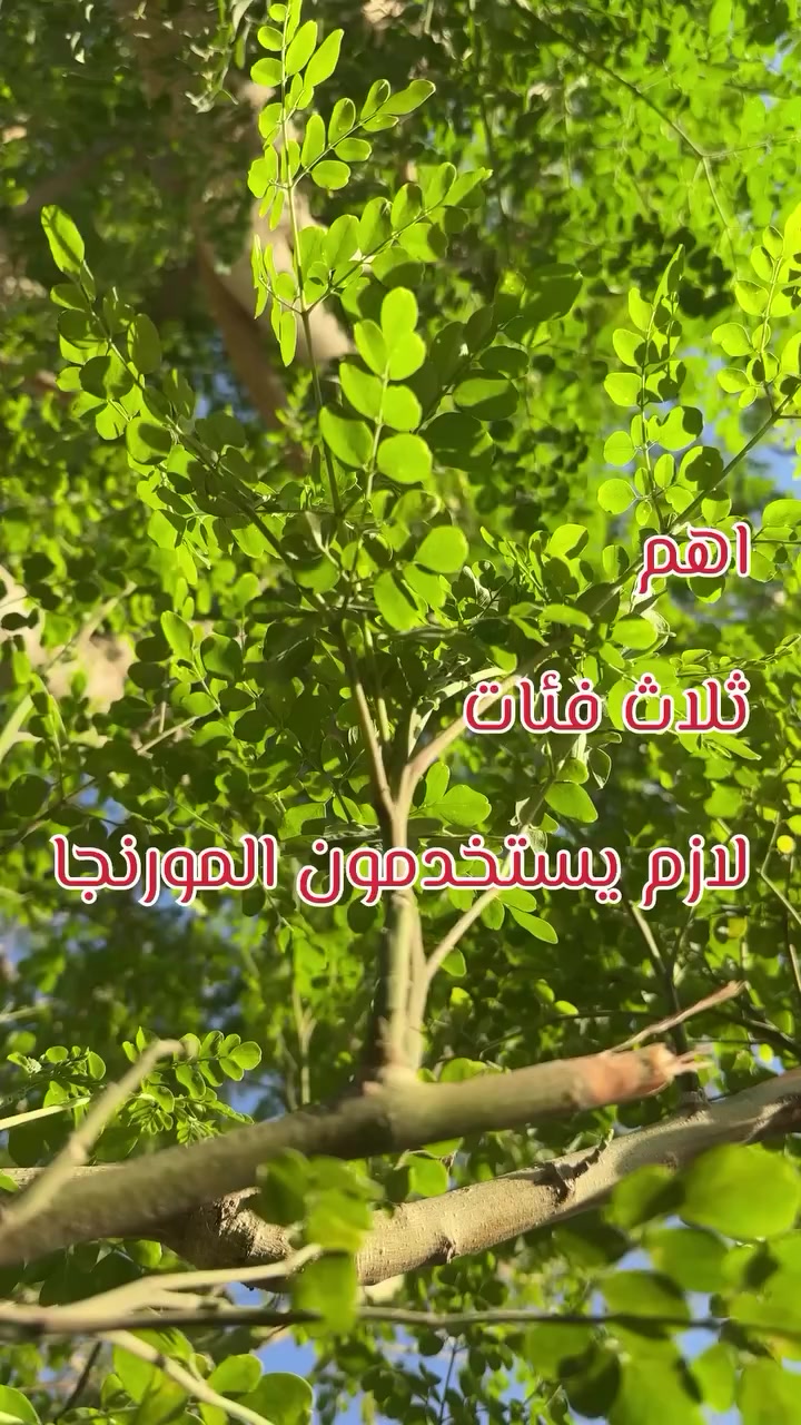 المورنجا مهمة 
والاهم نستخدمها صح
كل عمر وكل فائة الها كميتها ووقتها
احجولي بالتعليقات يا فئة انتو 
تابعوني حتى تتعلمون تستخدمون المورنجا  وتحصلون افضل نتائج
#اكسبلور #المورينجا #المورينغا #بغداد #بغداد_بصرة_موصل_الكويت_الخليج_دبي_الامارات_السعودية_العراق_حلوات_لبنان_سوريا_فلسطين


**إذا كنت صاحب هذا الإعلان وتريد حذفه لأي سبب، رجاءا أرسل رسالة إلى الدعم الفني**