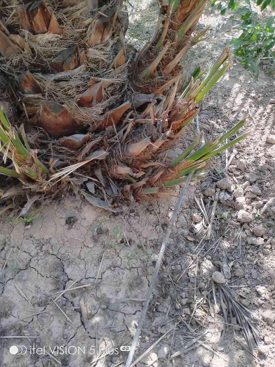 يوجد لدينا برحي بغداد الراشديه للاتصال على الارقام *********** او على الواتساب ***********
