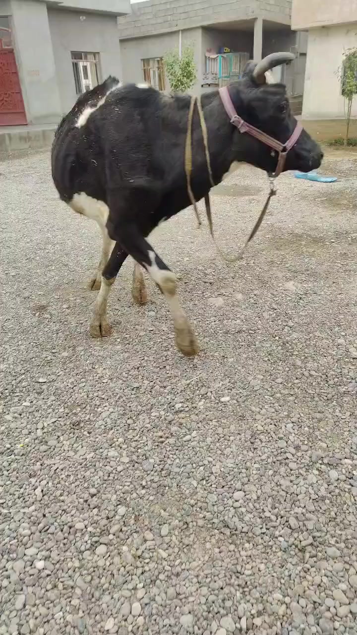 اخوان يوجد بقره حليب
وراها حوليه جنس اصليه
دابه خشنه ونضيفه خط اول مالت بيت مكفله كافت شروط 10 ايام اي عيب بيها مرجوعه وين جنايه وين اهل نضيف دابه بخت جناي
دسامه شرط حلال بخت جناي
شرقاط قريه شكرا
***********
