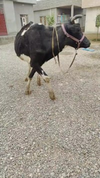 بقرة حليب • جنس أصلي • ضمان ١٠ أيام