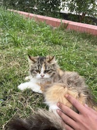 بزونه شيرازي • فلوجة • نضيفه