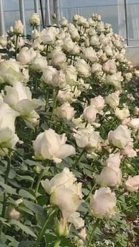 ورد جوري إيطالي • إنتاجنا • ديكور