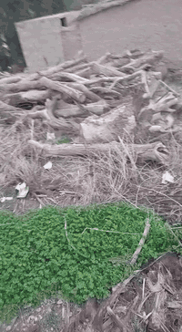 يوجد حطب للبيع يابس موضح بالفديو للاستفسار الاتصال على الرقم ***********
