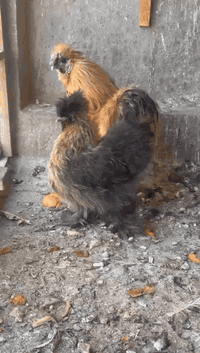 سلام عليكم دجاجة وديج للبيع السعر 75وبيهن مجال بسيط العنوان بغداد جسر اديالى القديم العريفية ***********
