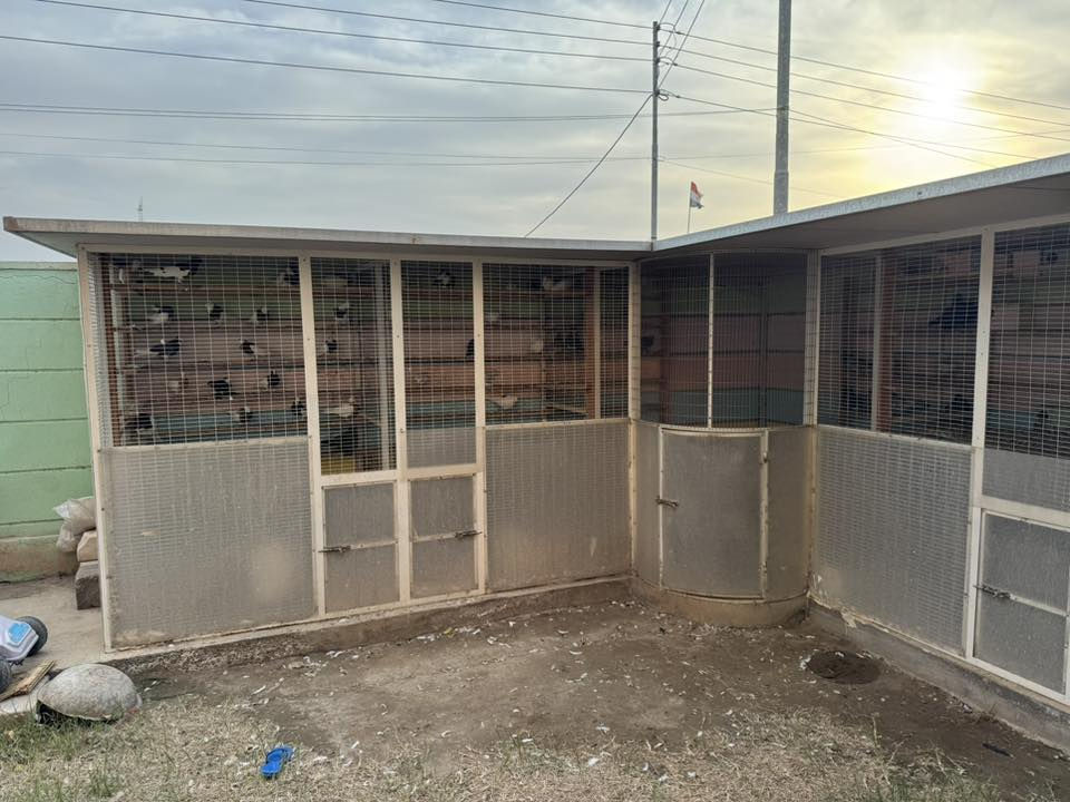 للبيع$
قفص أو برج يصلح لطيور الزينة أو لتبرير الحمام مساحة الجهة الواحدة 3امتار والمنتصف نصف دائري ارتفاع 2متر حديد ثقيل وسقف سندويج مقسم خمس أبراج في متر ونص رقم تليفون *********** اتصل وتدلل المكان الأسكندرية الإسكان الصناعي
