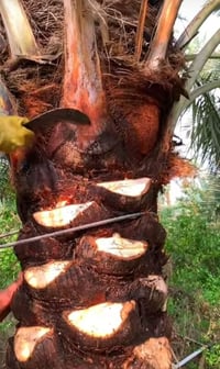 اشتغل تنضيف نخل الي يريد يتصل عل رقم 07863198349