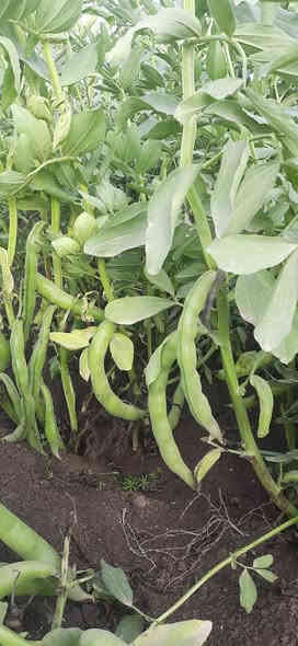 50 کیلۆ لەم تۆو پاقلەمان هەیە ، خۆمان تۆوەکەیمان گرتووە پاقلەیەکی زۆر جوانە ، کیلۆی 4 هەزار ، شوێن شارەزور....
