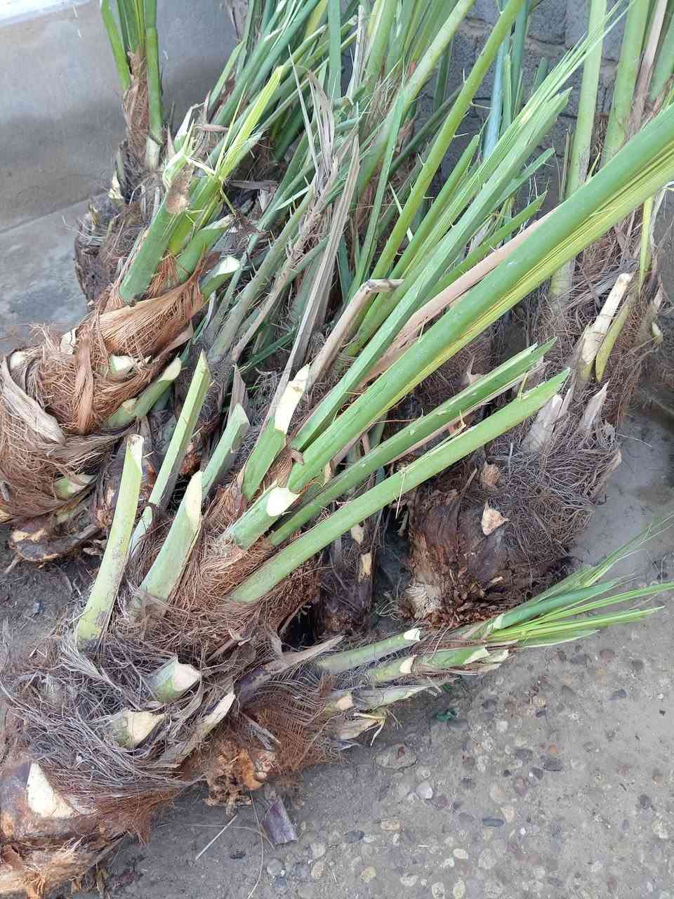 موجود النخلات بلاش بس فلوس شلاع  ***********
