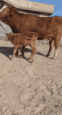 ياالله اللهم صلى على محمد وال محمد بجر اول بطن سمنتال وراها حوليه سمنتال متعهد كافه  شروط الجني حليب دسمه امان ضمان دابه متعهد من كل عيب شراي يتصل مكان بغداد ابي غريب يرهم مراوس بحلال
واتس *********** يوجد توصيل حسب الاتفاق 
*********** دابه كلش حلوة ضالمه التصوير
