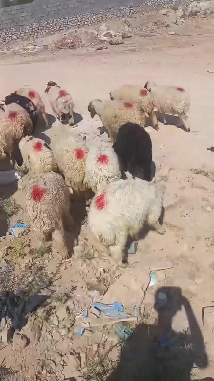 اللهم صلي على محمد
للبيع 20طلي كلشي يرهمن معالجات يعني اليربط مايخاف عليهن من بشمه وتسمم 
عنوان حديثه الخفاجيه يوجد توصيل للستفسار اتصال ***********
