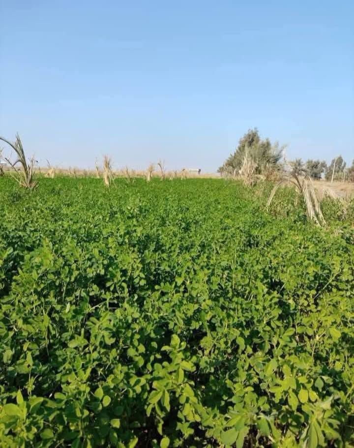 السلام عليكم عرض اليوم 20دونم منطقة الشيخ عامر التاجي ذراع دجله /العيساوية /
ماء 💧 
كهرباء ⚡ 
واجهه الدونم الواحد 50/50مربع 🏞️
على شارع التبليط مباشر 💎

سعر الدونم الواحد 7 مليون وبيه مجال 💸
سند 25طابو فلوجة فتح بيان ثاني يوم 📝 
تبيع تقطيع من 2 الئ 5دونم 
 تكدر تستثمر فلوسك ويانا بدل ما تاخذ 100 متر ب 30 مليون تعال خذ ويانا 2500 متر بسعر 7 مليون  بيه مجال 
ملاحظه تبعد عن بغداد 20دقيقه يوجد اراضي تكدر تسويها مزارع وتستثمرها تكدر تسويها مزرعه خاص لعائلتك 🌌🏝️ 
الاستفسار اتصل ***********واتساب 📱
