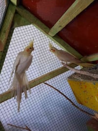 زوج كوكتيل • عين حمره • إنتاج عراقي