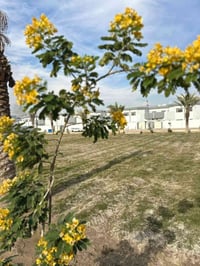 الوفاء بلوكB • ١٠٠م • سند طابو