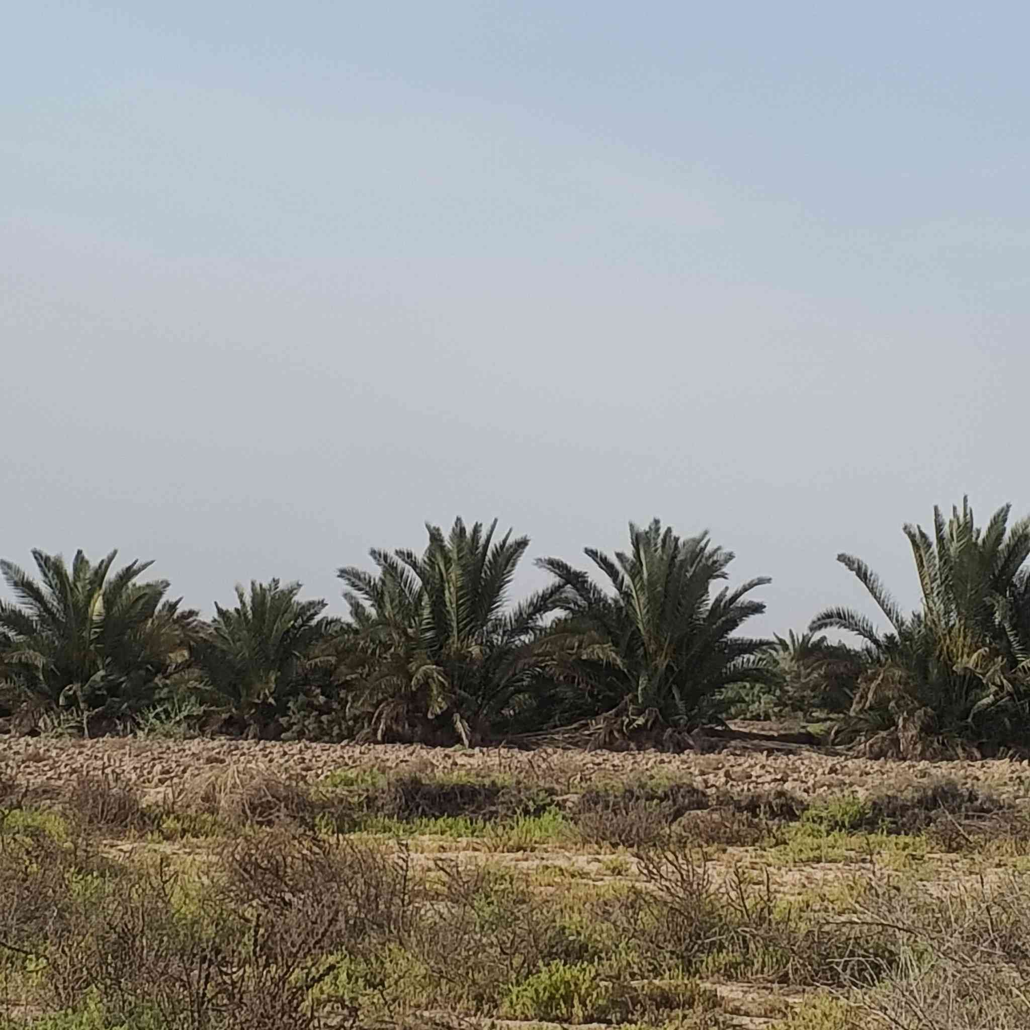 السلام عليكم نخل شكر وزهدي للثواب فسائل جاهزه  بس جيب شالوع واخذ   للثواب  المحتاج موجودات الربايع قرب فرع الوركاء ***********
