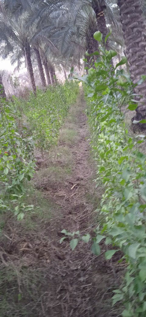 السلام عليكم متاح دايه نارنج ابو الطينه كميه قليله للبيع مفرد او جمله للستفسار ع خاص


**إذا كنت صاحب هذا الإعلان وتريد حذفه لأي سبب، رجاءا أرسل رسالة إلى الدعم الفني**