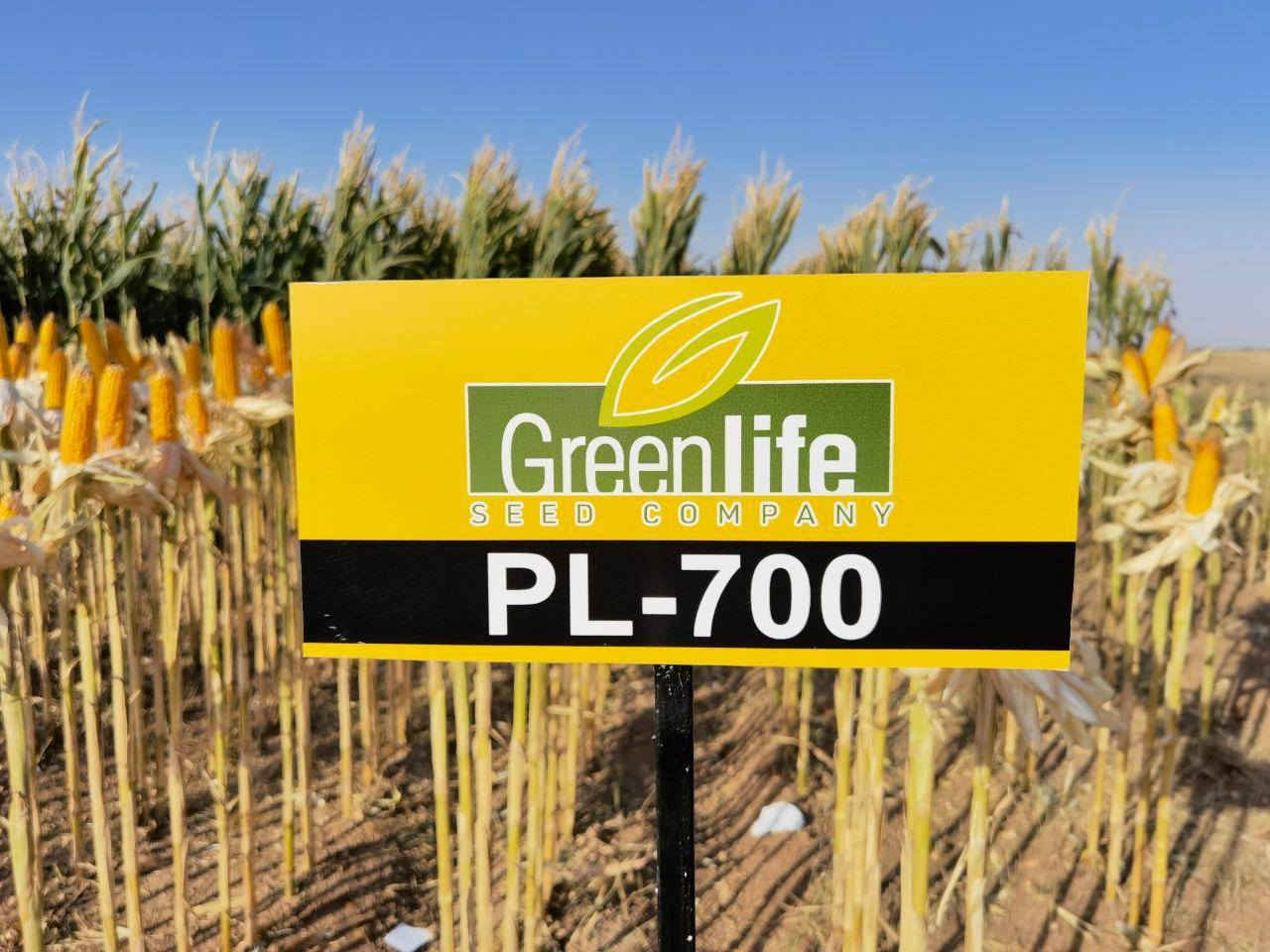 الحمدله والشكر يتوفر لدينابذور نوعGreen life هولندي انتاج تركي شرط الانبات مده الانتاج 100 يوم وكميه الانتاج من 3.5 طن الى 4.5 طن تقريبا مع ارتفاع تقريبا 3 متر 
العنوان كركوك حي الصناعي فرع 
شركة الهلال الذهبي للاستثمارات الزراعية 
***********
***********
@إشارة
