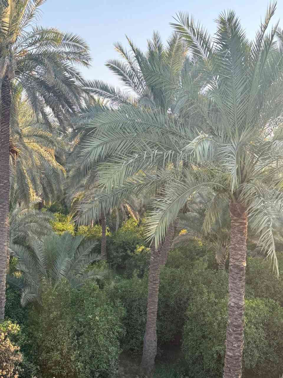 بستان في منطقت الراشديه  محمل بل ثمار والاشجار بستان حمال ريهم مزرعه شاليه كلش حلو بصفه الشارع السده مال دجله وخمس دقايق من سريع بغداد موقع كلش مميز وحلو وسعره همين ***********
