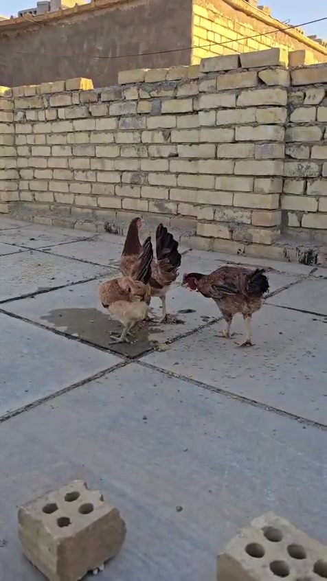 سلام عليكم متاح ثلاث دجاجات مطوك ومطوك كريمي بياضات اول مبياض الهن
حلال طيب وراقي مال بيت وجني 

سعر التك 35 الف قفل بدون عملة 
ينباعن شلع بدون تفريد 

مكاني كربلاء ويوجد توصيل جميع المحافظات للحجز راسلني خاص وتدلل


**إذا كنت صاحب هذا الإعلان وتريد حذفه لأي سبب، رجاءا أرسل رسالة إلى الدعم الفني**