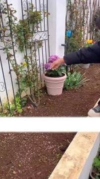 ورد الزينة • سماد مزهر • معالج املاح