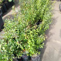 مشتل سيد جلال • ورود وحمضيات • تصميم حدائق