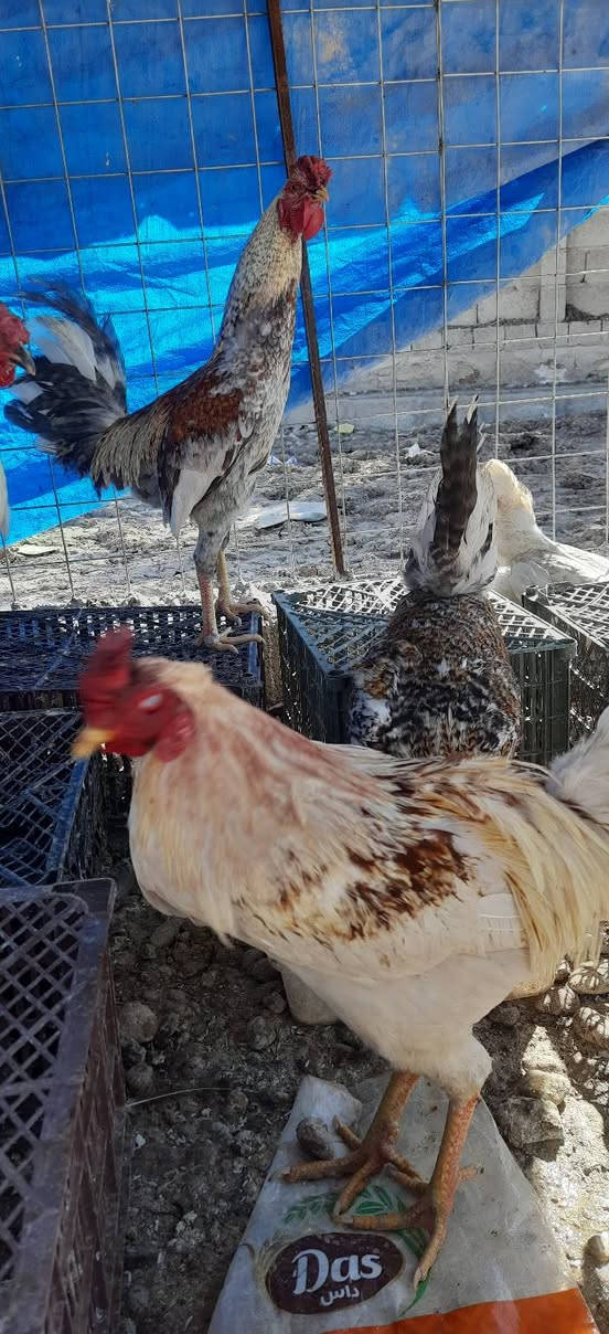 السلام عليكم ديوك عرب فول اسمان رقم واحد للبيع
الرقم ***********
