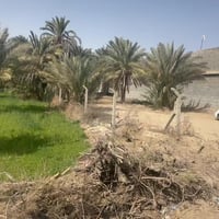 كربلاء • ١١٠٠م • طابو سند