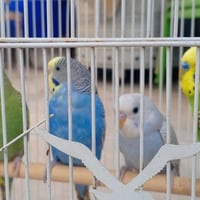 زوج طيور حب • زوج مخاليف • العزيزية