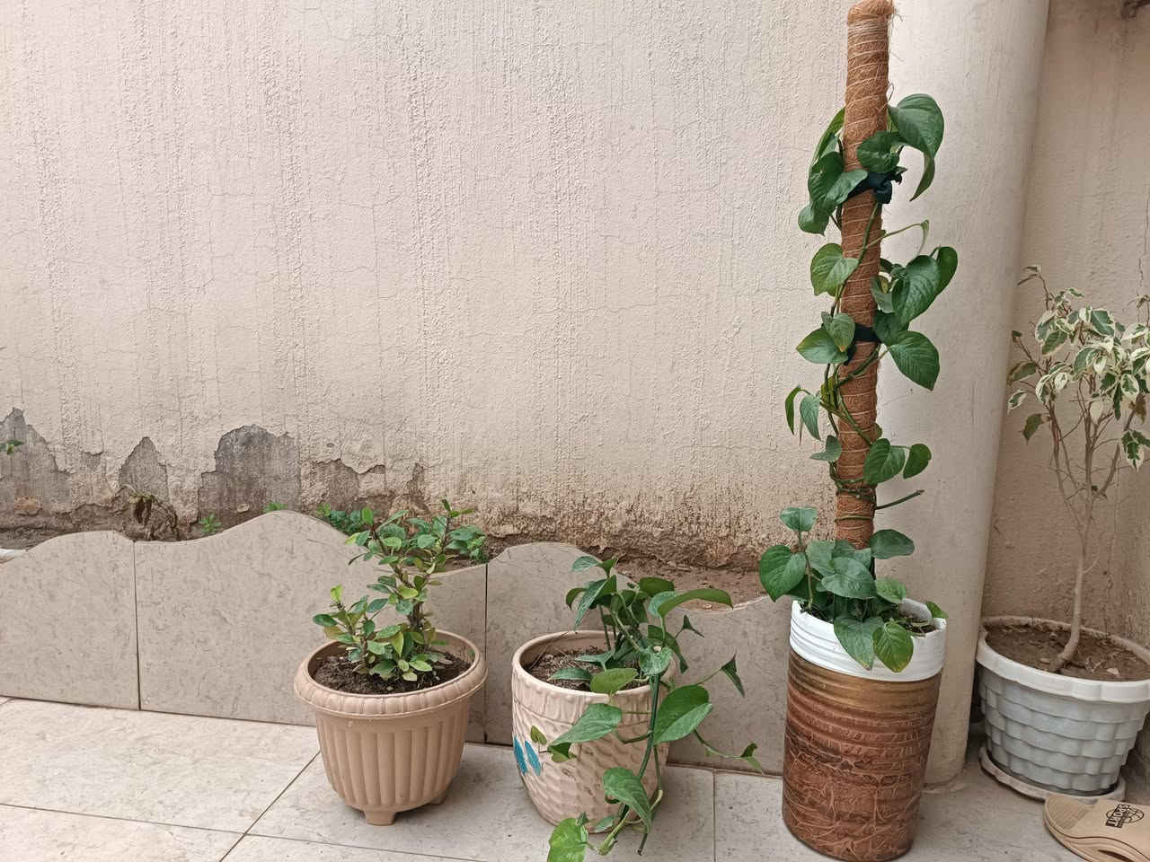 ئینجانە بە گوڵەوە بۆ فرۆشتن هەرسێکی 20 هەزار
کەلار شەهیدان  📞 *********** كالار, السليمانية
